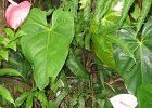 IMG_4352