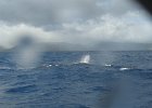 IMG_4360