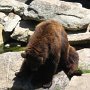 Black bear (some are brown)