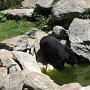 Black bear