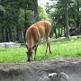 White-tailed deer