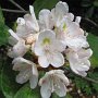 Late blooming rhododendron