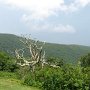 Along the Blue Ridge Parkway