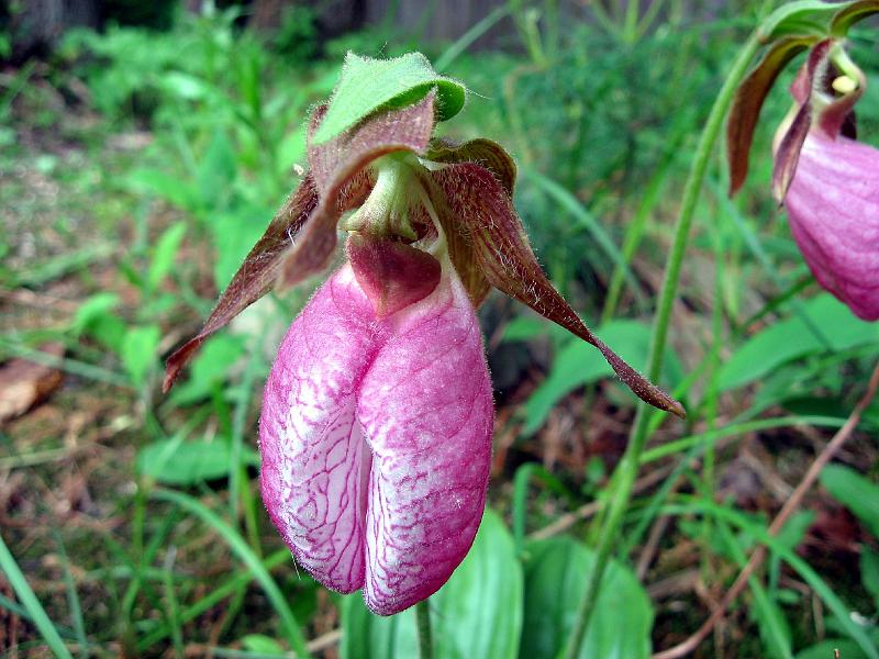 IMG_0396 Ladyslipper (an orchid variety).