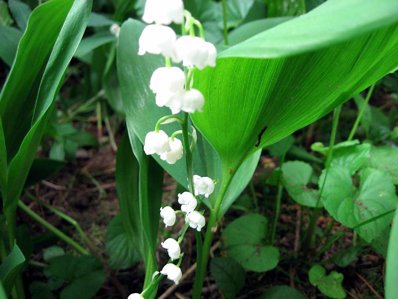 IMG_0397 Lily of the Valley