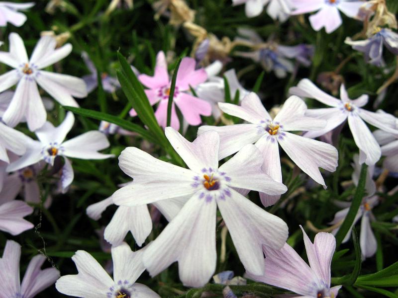 IMG_0400 Phlox