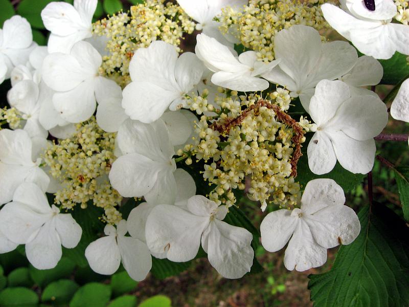 IMG_0401 White hydrangea