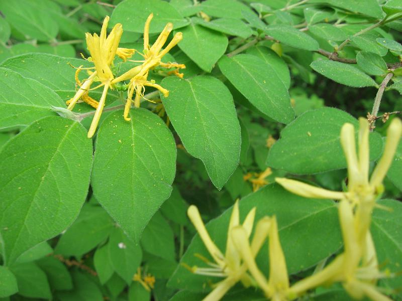 IMG_0402 Honeysuckle