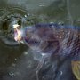 Carp