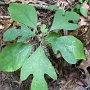 Sassafras -- makes root beer flavor