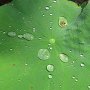 You can't wet a water lilly pad