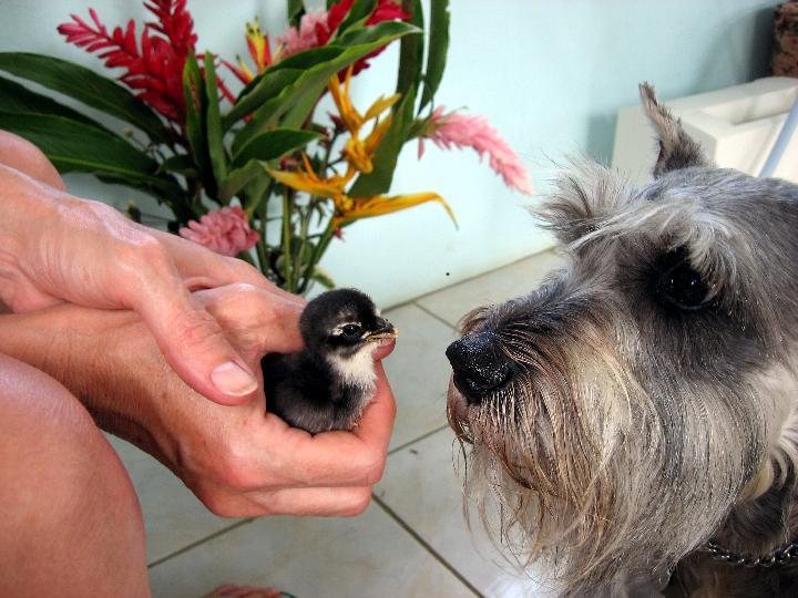 IMG_0130 Ranger meets a chick in our place in Calibishie, Dominica.