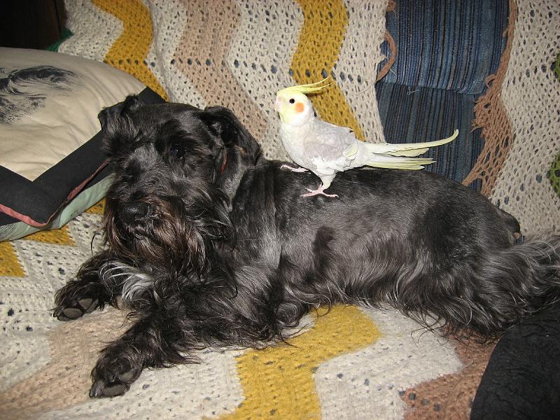 IMG_0362_Lyla-Lem April 2007. Lem walks on Lyla's back.  They're on a raggety afghan on the only couch the dogs are allowed to go on.