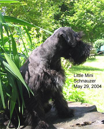 after-1 Lyla after her first clipping. Looking good!