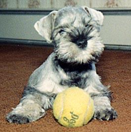 ballboy The ball-boy.