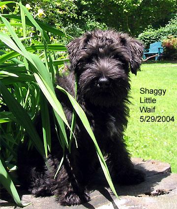 before-2 Before her first clipping, at 16 weeks old, May 29, 2004.