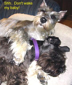 dont_wake_baby Lyla sleeps under Ranger's watchful eye. (August 17, 2004).