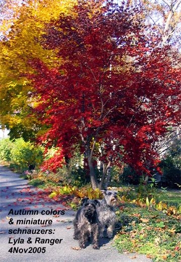 fall_colors_schnauzers Lyla (left) and Ranger enjoy an 