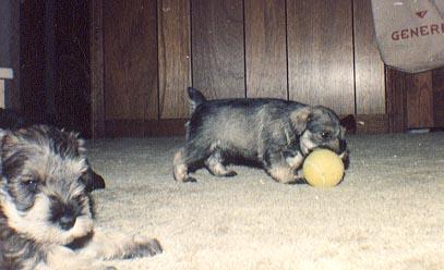 fetch Fetching the tennis ball.