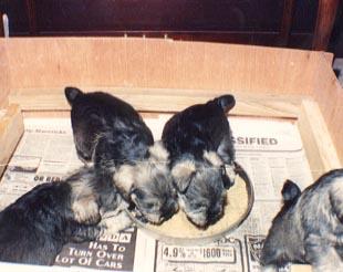 lunch Both Mitzi and Cosy had litters; in fact Cosy had two. This is lunchtime for newly weaned pups.