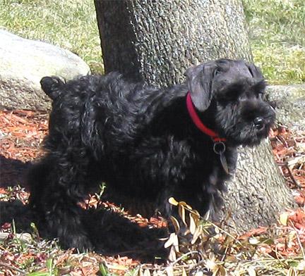 lyla-by-tree Checking out the front yard.