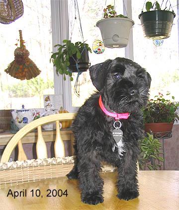 lyla-on-table In our seasonal room.