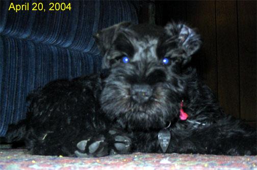 night-flash Blue-eye from flash.