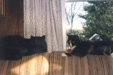 pookie-sneakers Pookie and Sneakers (Mathilda's first cat) liked to watch birds come to the window feeder.