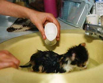 sinkbath Pansy gets a bath the day we adopted her.