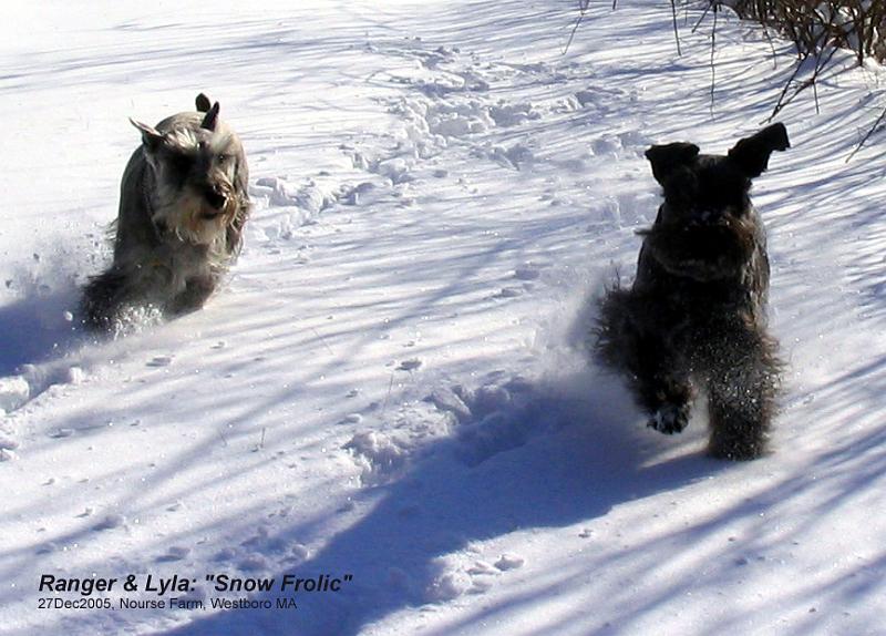 snow_frolic Ranger, our sixth miniature schnauzer (4th male), at 4 years & 10 months (left) and Lyla, our seventh (3rd female) at 10 and a half months.