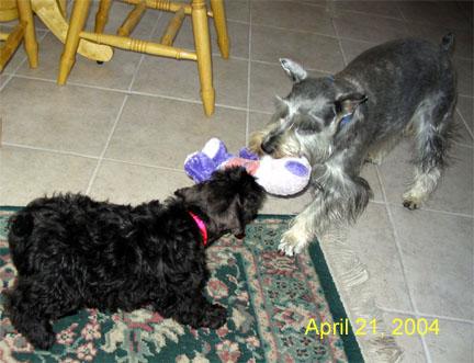 tugging Tug of war.