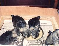 lunch Schnauzer puppies