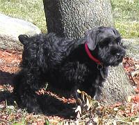 lyla-by-tree Lyla before her first haircut.