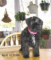 lyla-on-table