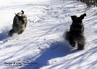 snow_frolic Lyla (black) at 10 months old, and Ranger at nearly 5.