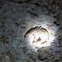 A fossil ammonite