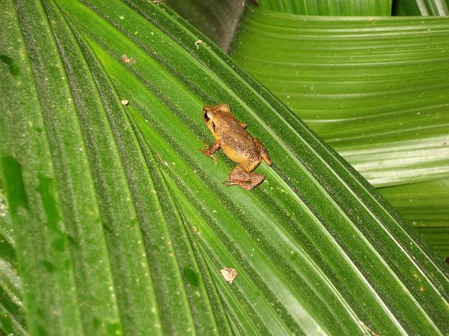 IMG_2136.JPG - Tiny peeping frog.