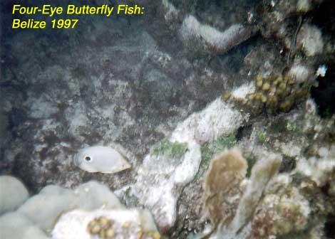 4eyebutterflyfish Four-eye butterfly fish.