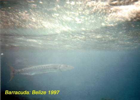 barracuda A barracuda.