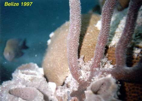 coral Coral