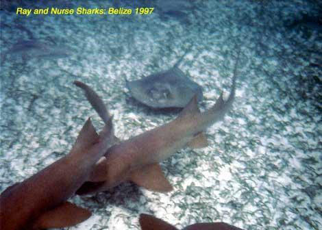 ray-sharks Nurse sharks and a bat-ray