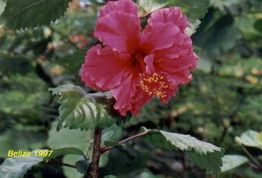 red-hibiscus Double deep pink hibiscus
