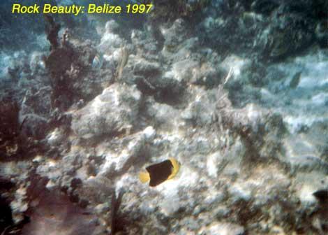 rockbeauty Rock beauty