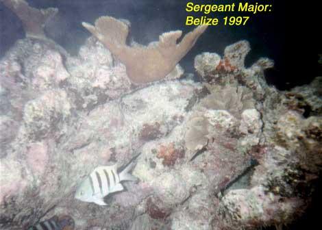 sergeantmajor Sergeant-major