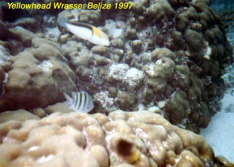 yellowheadwrasse Yellow-headed wrasse