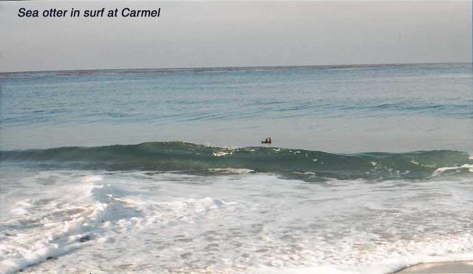carmel-otters-2 Sea otters play in the Carmel surf. They come close out of curiousity when they hear dogs bark, and since many people exercise theri retrievers here, there's lots of barking to attract the otters.