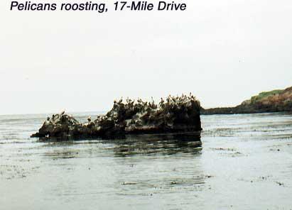 pelicans-roosting 