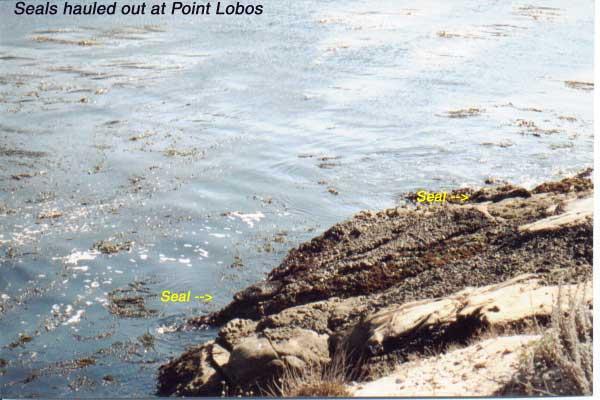 pointlobos-seals 