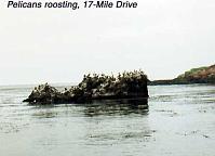 pelicans-roosting 