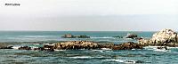 pointlobos-2 